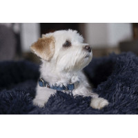 Hondenhalsband HKM Anam Cara nylon Taupe Bruin Hondenhalsband HKM Anam Cara nylon Taupe Bruin