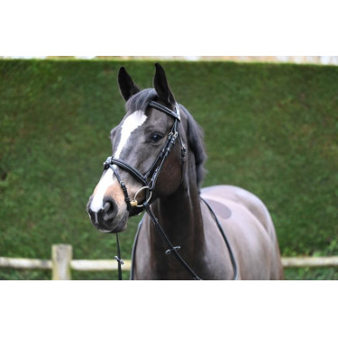Filet Jump'In Crystal gecombineerde neusriem Week Zwart Filet Jump'In Crystal gecombineerde neusriem Week Zwart