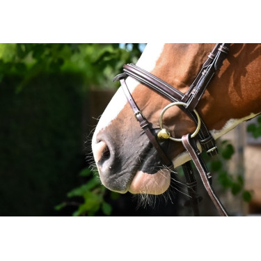 Noseband Jump'in Noseband Jump'in