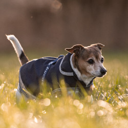 Couverture pour chien Bucas Freedom 150g Bleu marine