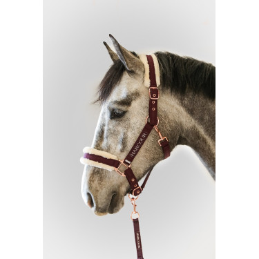 Licol et Longe Harcour Holly Violine Violet Licol et Longe Harcour Holly Violine Violet