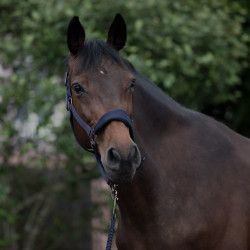 Licol matelassé Graz Horze Bleu foncé peacoat Licol matelassé Graz Horze Bleu foncé peacoat