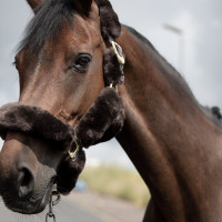 Licol Tremblant Horze mouton véritable Marron