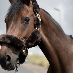 Licol Tremblant Horze mouton véritable Marron