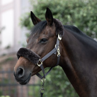 Licol Laurier Horze mouton véritable Marron Licol Laurier Horze mouton véritable Marron