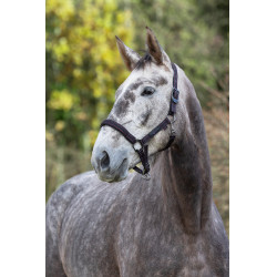 Licol cheval Royal Covalliero Noir / fuchsia