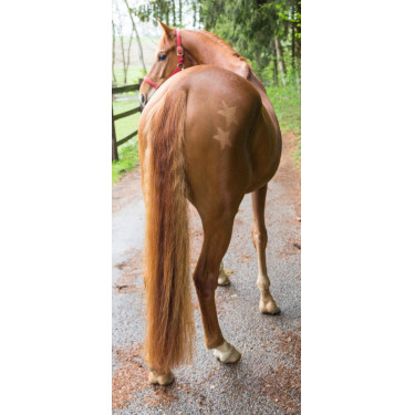 Pochoir de tonte Kerbl