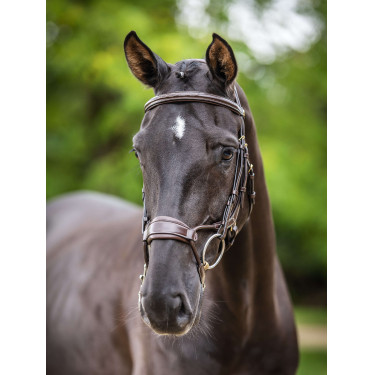 Bridon LeMieux Kudos muserolle anatomique réglable Havane / laiton Marron