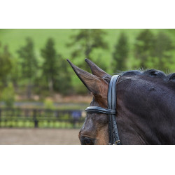 Bridon muserolle combiné Collegiate Syntovia+ Noir