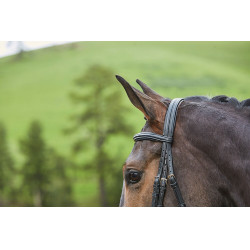 Bridon muserolle combiné Collegiate Syntovia+ Noir