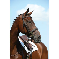 Hoofdstel gecombineerde neusriem Collegiate Syntovia+ Bruin