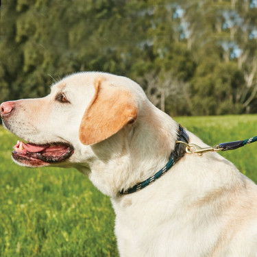 Halsband voor hond Weatherbeeta leer en touw Jachtgroen / bruin Halsband voor hond Weatherbeeta leer en touw Jachtgroen / bruin