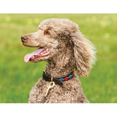 Halsband voor honden Weatherbeeta leer Polo Bruin beaufort / roze / blauw