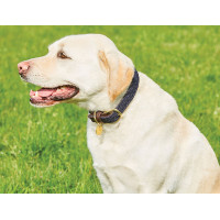 Halsband voor honden Weatherbeeta gevlochten leer Bruin / bordeaux