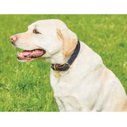Collier pour chien Weatherbeeta cuir tressé Marron / bleu marine