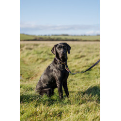 Halsband voor honden Weatherbeeta gevlochten leer Bruin / marineblauw
