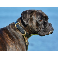 Collier pour chien cuir Weatherbeeta Noir Collier pour chien cuir Weatherbeeta Noir