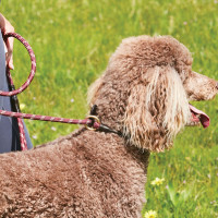 Hondenriem Weatherbeeta leer en touw Bordeaux / bruin