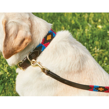 Weerbestendige leren hondenhalsband Polo Kastanjebruin cowdray / roze / blauw / geel Multicolor