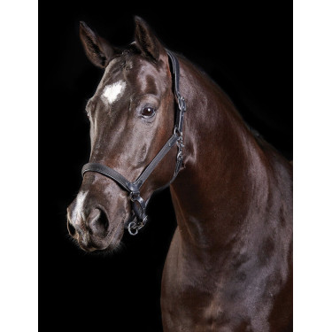 Leren halster Collegiate ComFiTec Leren halster Collegiate ComFiTec