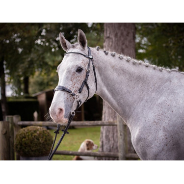 Hackamore Hoofdstel Jump'In week Zwart Hackamore Hoofdstel Jump'In week Zwart