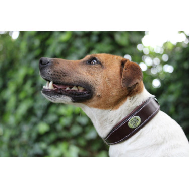 Collier pour chien Jump'In Collier pour chien Jump'In