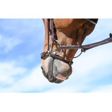 Duitse neusriem Jump'In Week