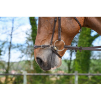 Duitse neusriem Jump'In Week Havana Bruin