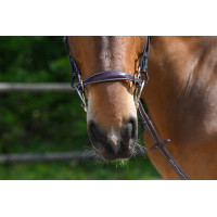 Muserolle hackamore Jump'In Acajou Bordeaux Muserolle hackamore Jump'In Acajou Bordeaux
