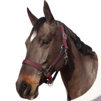 Licol Flags & Cup Nylon/cuir Noir / brique Bordeaux