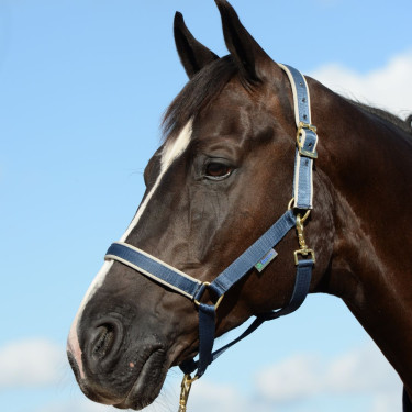 Halster Bucas Dublin Marineblauw / zilver Halster Bucas Dublin Marineblauw / zilver