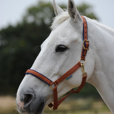 Halster Bucas Dublin Bruin / marineblauw Halster Bucas Dublin Bruin / marineblauw