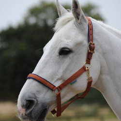 Licol Bucas Dublin Marron / bleu marine