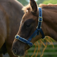 Licol Bucas Dublin Bleu marine / argent Licol Bucas Dublin Bleu marine / argent