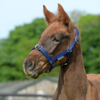 Licol Bucas Dublin Bleu marine / argent Licol Bucas Dublin Bleu marine / argent