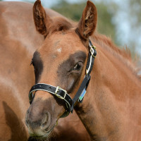 Halster Bucas Dublin Marineblauw / zilver