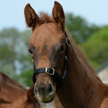 Halster Bucas Dublin Zwart / zwart Halster Bucas Dublin Zwart / zwart