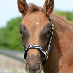 Halster Bucas Dublin Zebra / zwart Motieven Halster Bucas Dublin Zebra / zwart Motieven