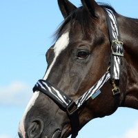 Halster Bucas Comfort Zebra Zebra / zwart
