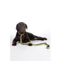 Laisse de dressage pour chiens Qooper nylon HKM Pistache Vert Laisse de dressage pour chiens Qooper nylon HKM Pistache Vert