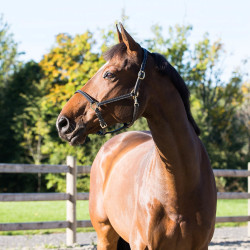 Leren halster Fremont Horze