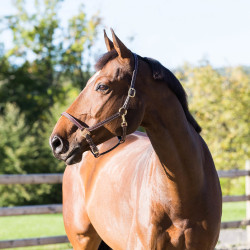 Leren halster Fremont Horze Leren halster Fremont Horze