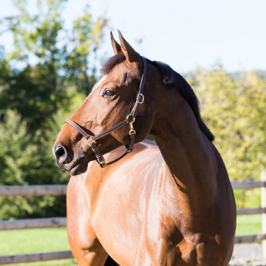Leren halster Fremont Horze Leren halster Fremont Horze