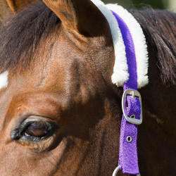 Licol Howard Crescendo Horze Violet