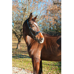 Caveçon Exclusif noir en cuir