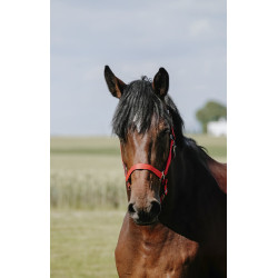 Halster Riding World Cushion Rood