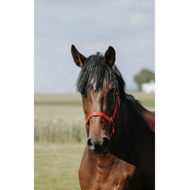 Halster Riding World Cushion Rood