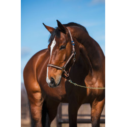 Licol Hippo Marron / beige Licol Hippo Marron / beige