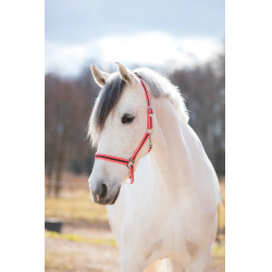 Licol Hippo Rose / marron Licol Hippo Rose / marron