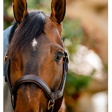 Halster Rambo Micklem Horseware Bruin